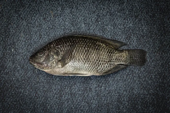 Tilapia nilotica 