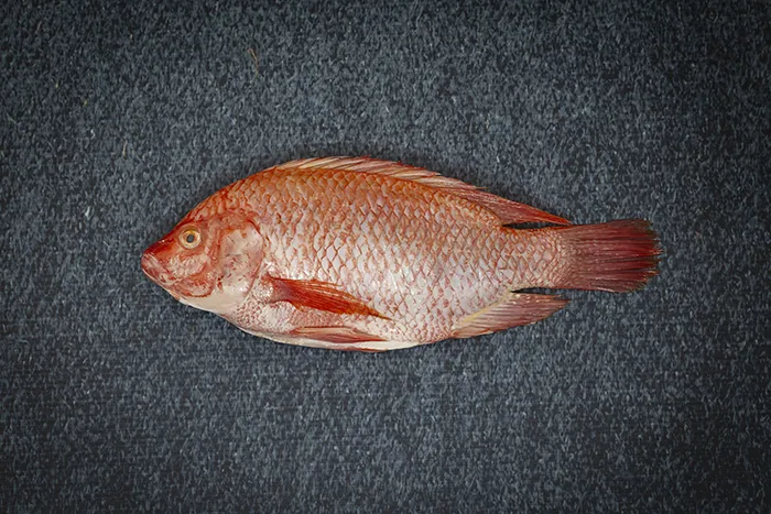 Tilapia roja 